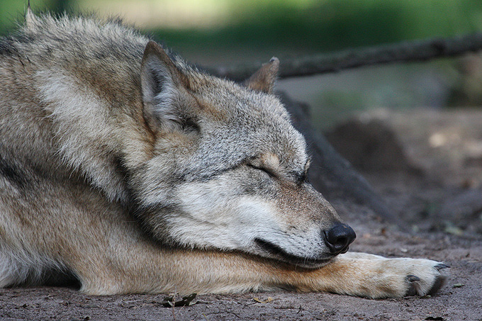 Wolf schlafend - Foto: Thomas Pusch