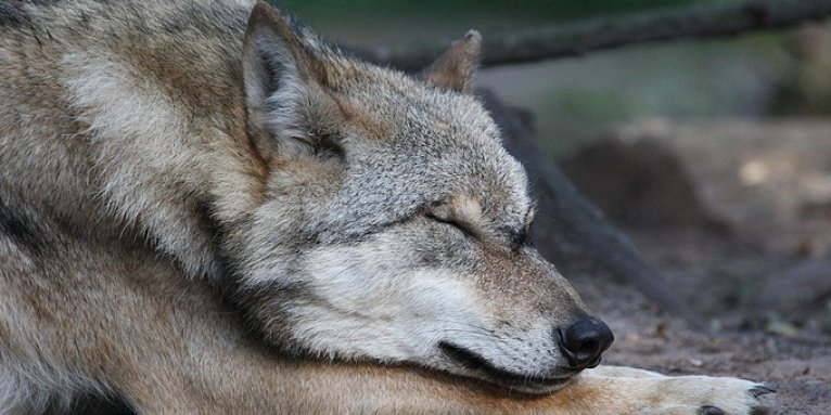 Wolf schlafend - Foto: Thomas Pusch
