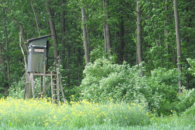 Hochsitz am Waldrand - Foto: Julja Koch