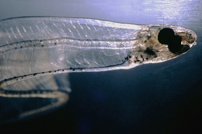Die Larven des Aals erinnern an Blätter von Weiden - Foto: Uwe Kils