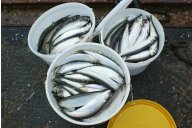 Massen von bedrohten Heringen angeln Hobbyangler in der Schlei