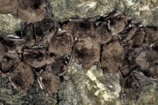 Mehrere Fledermäuse hängen an einer Felswand