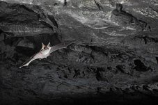 Fledermaus fliegt durch Höhle