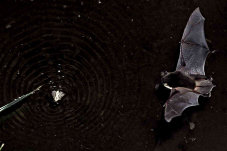Wasserfledermaus im Anflug auf badende Motte