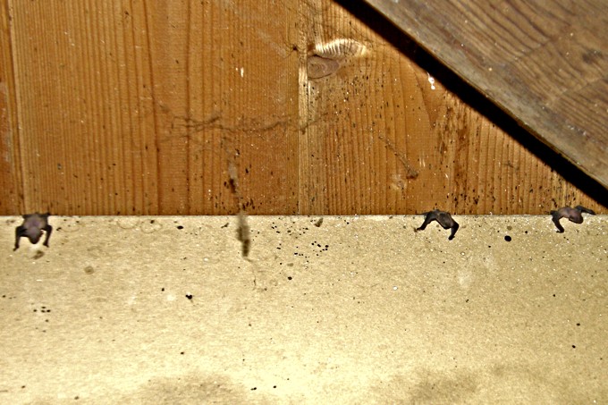 Diese kleine Kobolde gelangen durch einen Spalt in die Wohnräume - Foto: Ulrich Lensinger