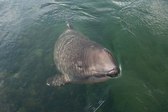 Ostsee-Schweinswal