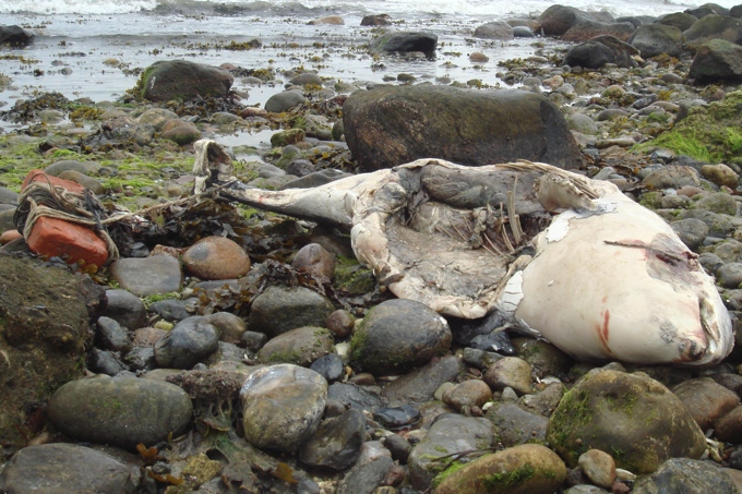 Toter Schweinswal: mit Stein beschwert, um seinen Tod im Stellnetz zu verschleiern - Foto: Andreas Pfander
