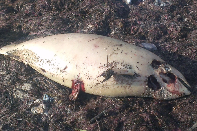 Angespülter Schweinswal an der Ostsee. Nur bei frischtoten Tieren ist eine hinreichend genaue Bestimmung der Todesursache möglich. - Foto: Lothar Sielmann