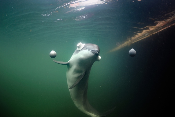 Im Fjord & Baelt Center in Kerteminde auf der dänischen Insel Fünen untersuchen Meeresbiologen der Universität Aarhus, wie Schweinswale sich orientieren und auf Störgeräusche reagieren. Das Tier auf dem Foto demonstriert bei Tests, wie es zwar problemlos ohne Augen, nicht jedoch ohne sein Biosonar zurechtkommt. Ist das Gehör beeinträchtigt, sinken die Überlebenschancen des Schweinswals beträchtlich. - Foto: Solvin Zankl, Fjord- &amp; Belt Center, Kerteminde