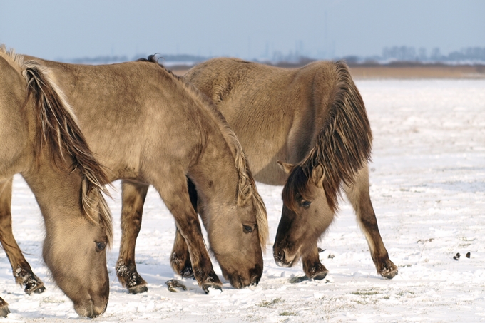 Koniks auf Futtersuche im Winter: Wildpferde sind an derartige Situationen angepasst. Nur in Notsituationen erfolgt eine Zufütterung. - Foto: NABU/Ernst Gloe
