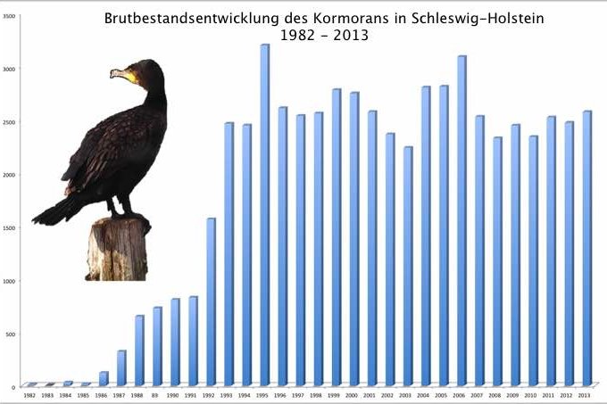 Kormoran Bestandsentwicklung in Schleswig-Holstein - Grafik: NABU nach Daten MELUR