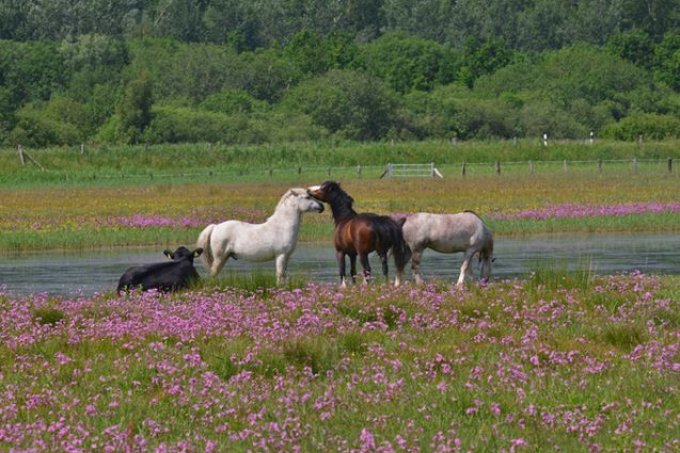 Beweidung mit Ponys im Nullgebiet - Fot: Monika Povel