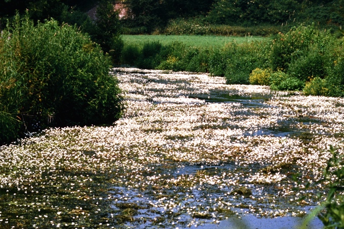 Blühende Trave mit Flutendem Hahnenfuß – ein einmaliges FFH-Schutzgebiet und eine wichtige Naturachse für viele Fledermausarten. - Foto: NABU / Alfred Ortmann