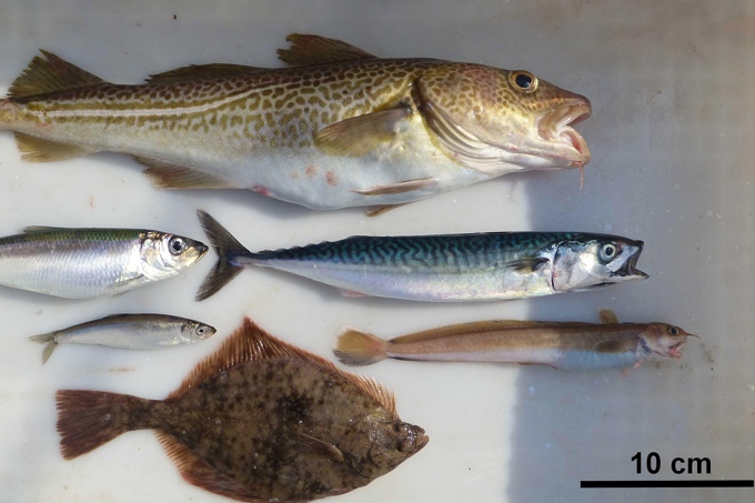 Dorsch (oben), Hering (links), Sprotte (darunter), Makrele (rechts), Vierbärtelige Seequappe (darunter) und Flunder (unten) gehören zu den wichtigsten Fischarten der zentralen Ostsee. Die Fischdiversität ist hier im Vergleich zu anderen Meeresgebieten gering. Das Wegfallen oder Hinzukommen einer Art wirkt sich deshalb umso gravierender aus. Das System gerät aus dem Gleichgewicht. - Foto: Sascha Nickel, GEOMAR (CC BY 4.0) 