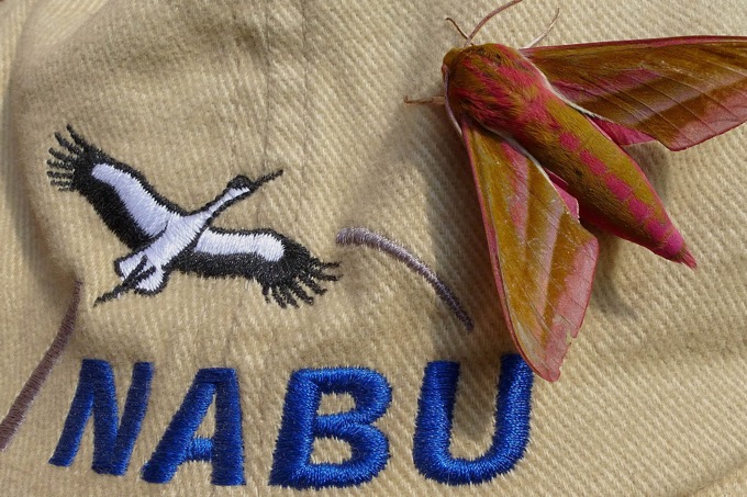 NABU-Logo mit Mittlerem Weinschwärmer - Foto: Carsten Pusch