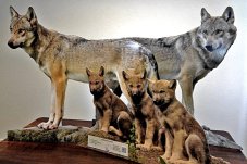 Wolfsfamilie aus Pappe - Foto: NABU Archiv