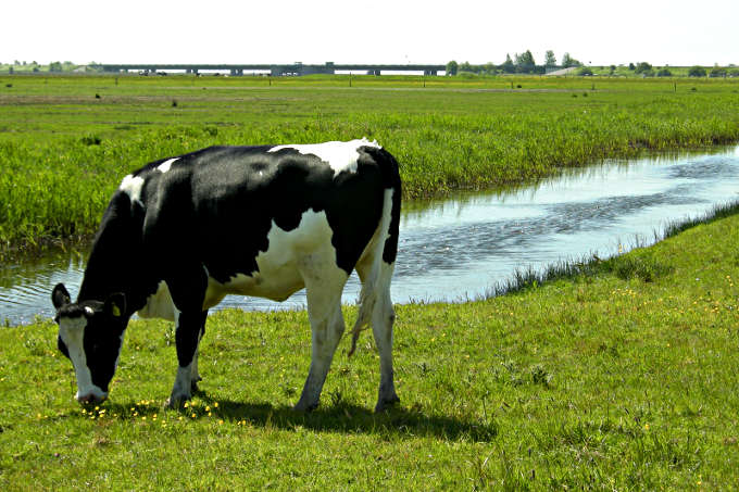 Kuh auf Weide vor Fluss