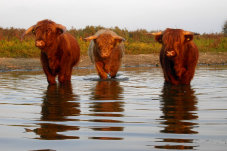 Drei Rinder im Wasser