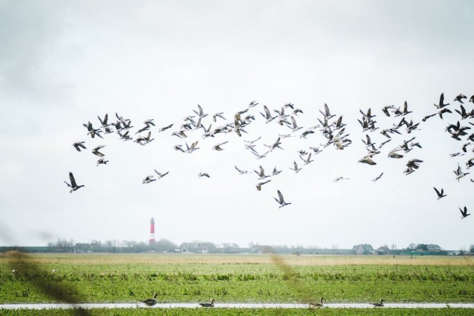Hauptachsen der Vogelzugrouten "von besonderer Bedeutung" sollen von Windenergieanlagen freigehalten werden - ein Teilerfolg für den Naturschutz. Foto: Martin Hain