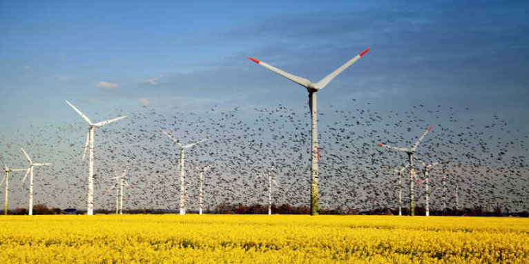 Windkraft Vogelschwarm Foto _hafenkieker
