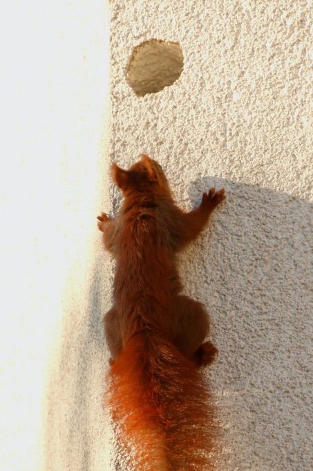 Eichhörnchen an Hausfassade - Foto: NABU / Carsten Pusch