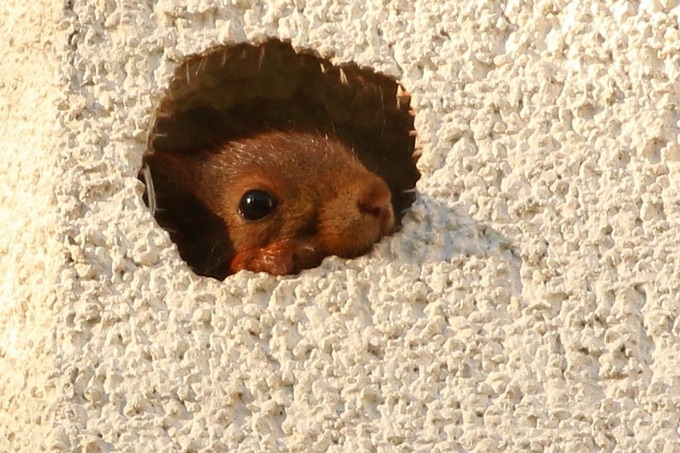 Eichhörnchen in Hausfassade - Foto: NABU / Carsten Pusch