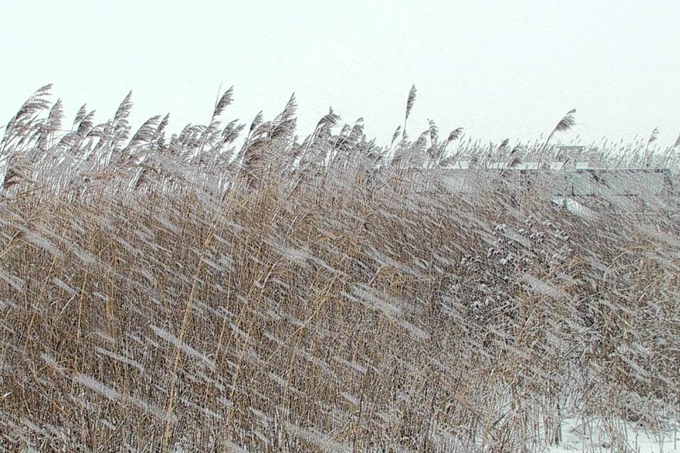 Kormorankolonie im Winter - Foto: Ingo Ludwichowski / NABU Wallnau-Webcam
