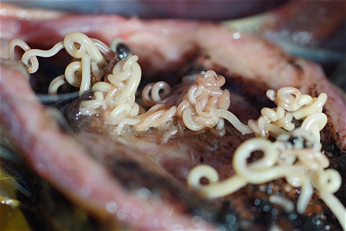 Parasitische Spulwürmer im Darmtrakt eines toten Kormorans - Foto: Michael Deryckere
