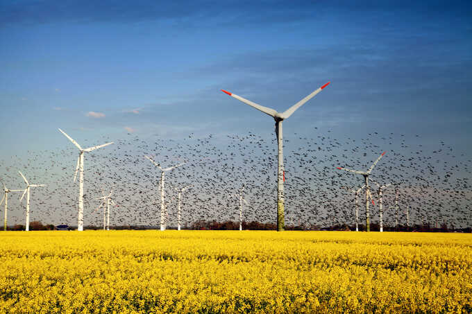 Der Ausbau der Windenergie führt zu Zielkonflikten zwischen Naturschutz und Klimaschutz. - Foto: Hafenkieker