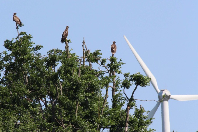 Seeadler rasten im Bereich der Windkraftanlagen. Tödliche Anflüge sind hier nur eine Frage der Zeit. - Foto: Fritz Heydemann